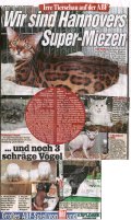 BILD Artikel über Katzenausstellung Hannover